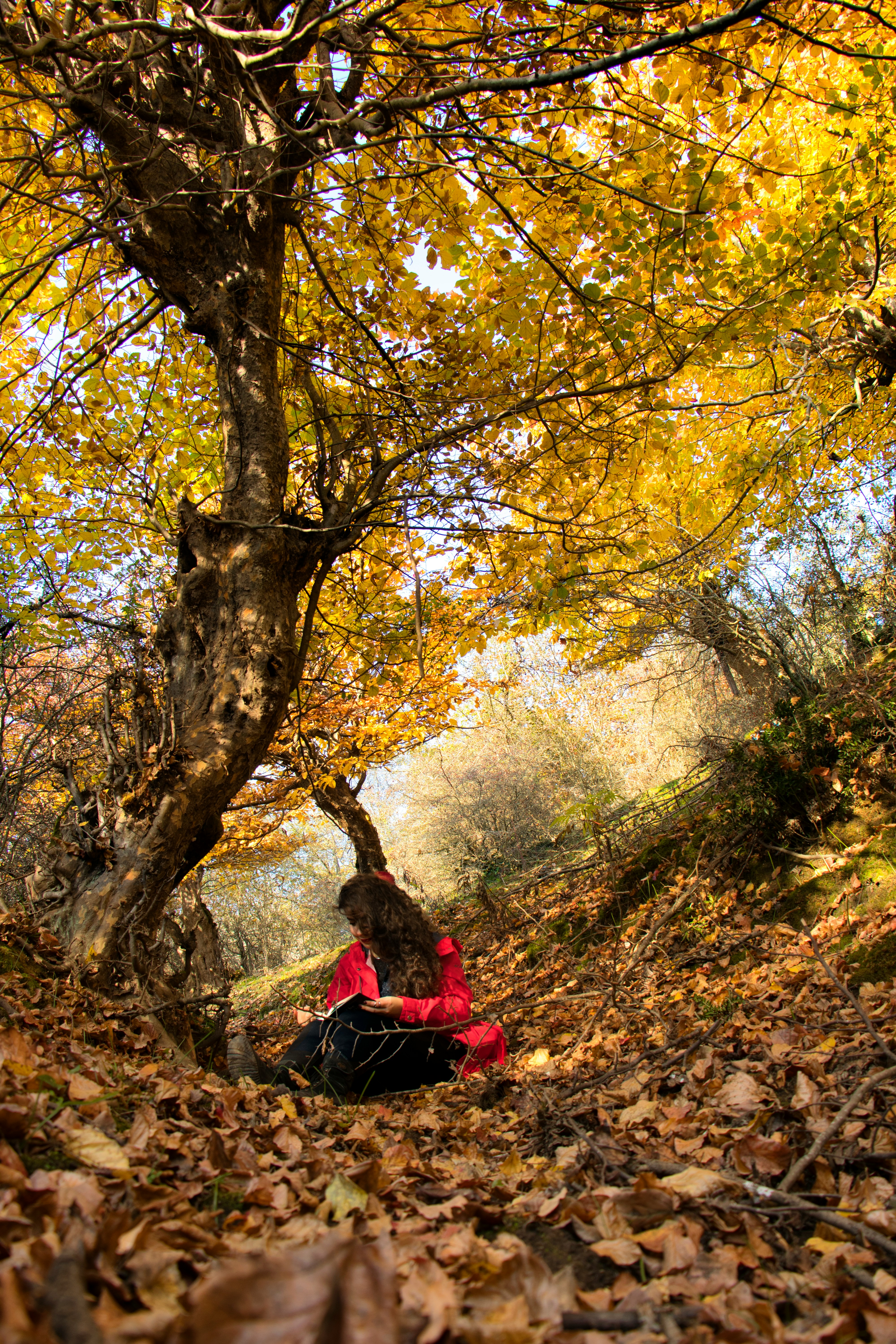 分类图标：新片